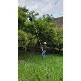 Tijera Telescópica Cosechadora de Frutas 3.40 m
